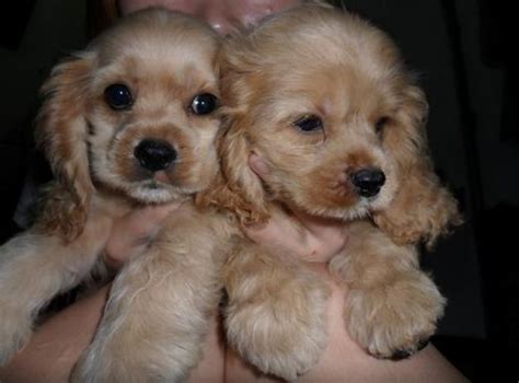 Jun 16, 2020 · healthy cocker spaniels can live about 12 to 15 years. How long does a cocker spaniel live (With images ...