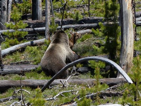 Grizzly Bear Grizzly Bear Taking An Elk Calve Yellowstone Flickr