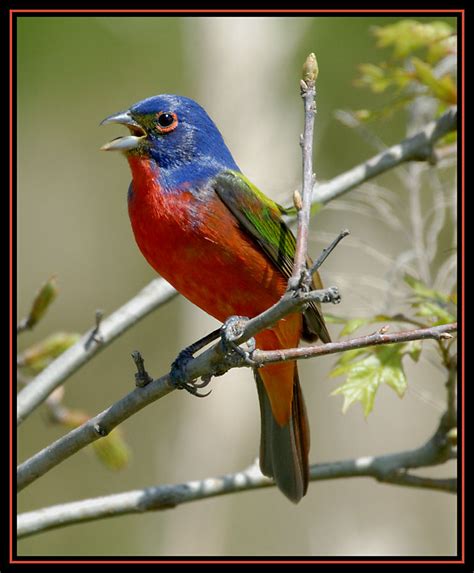 Male Painted Bunting Singing For Us Birds Photo 36098078 Fanpop