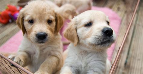 Britain's top 100 dog breeds revealed in ITV show - Liverpool Echo