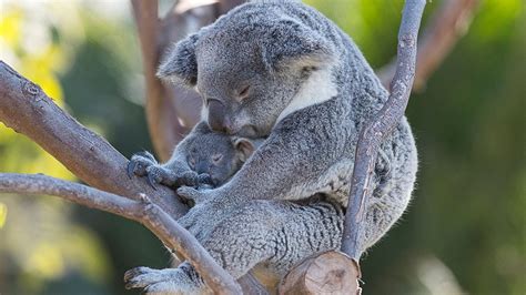 Koalapalooza Three Baby Koalas Peek Out Of The Pouch Youtube