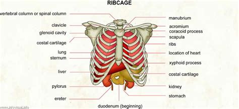 Organs Within Ribcage Lungs And Rib Cage Stock Illustration