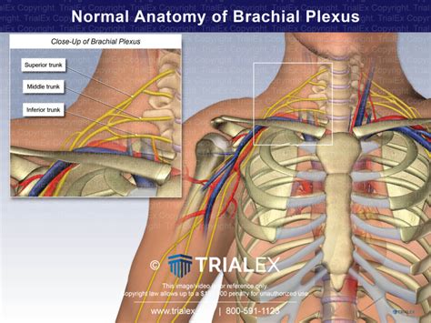 Normal Anatomy Of Brachial Plexus Trial Exhibits Inc