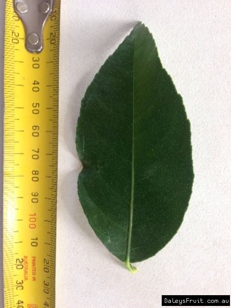 By ronald halweil| august 2, 2013. Dwarf Lemonade Tree - Citrus limon x reticulata