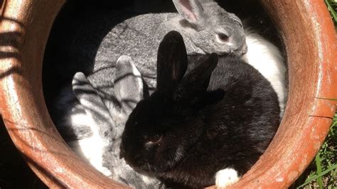 Petition · Add Rabbits The Third Most Abandoned Pets To Your Adoption