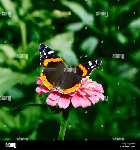 Pink Flower With Monarch Butterfly Hi Res Stock Photography And Images