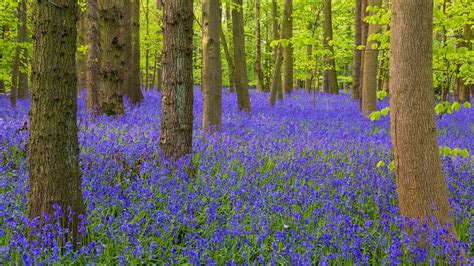 Are These The Uks Most Beautiful Bluebell Woods — Verve Garden Design