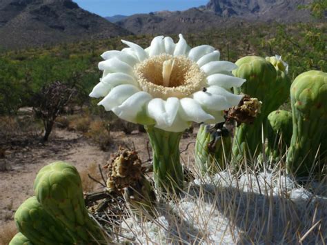 Carnegiea Gigantea Saguaro Cactus World Of Flowering Plants