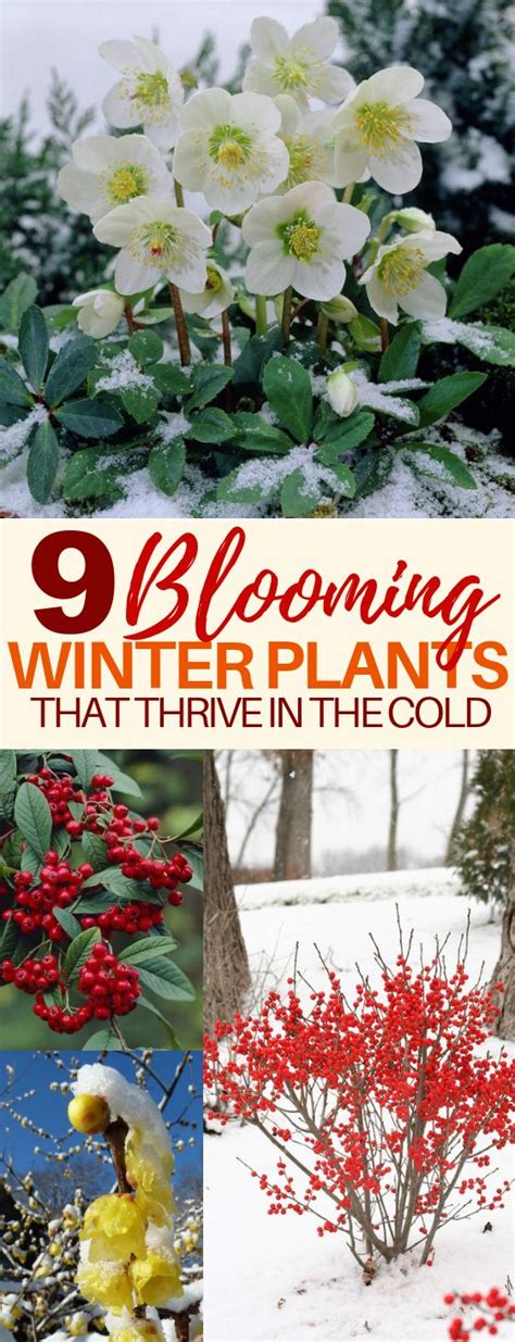 22 Beautiful Winter Flowers That Survive And Bloom In The Cold Cold