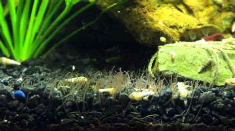 Nematode Worms In Fish