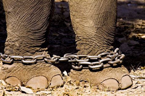Elephant In Chains Africa Geographic