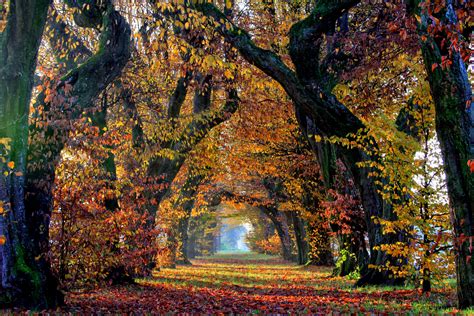 autumn-forest-path-hd-wallpaper-background-image-3750x2500-id