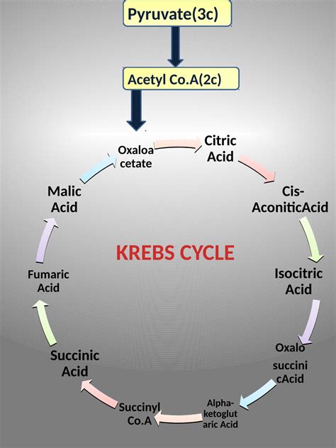 Human Body Metabolism Krebs Cycle 17292 Hot Sex Picture