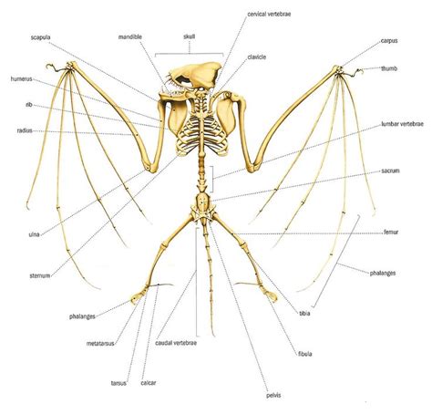 Bat anatomy wing anatomy animal anatomy anatomy study anatomy drawing anatomy reference human anatomy drawing reference secondary feathers stack up on primary feathers on the folded wings of all birds, including barn swallow (top), american goldfinch (center), and house. bat skeleton.jpg (1235×1183) | Creature Ref Dragons ...