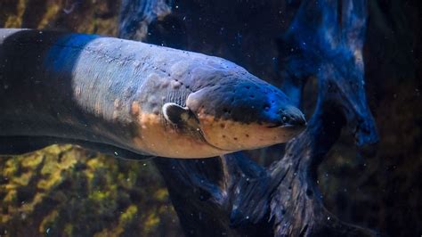 What animals will go extinct in 2020? Extinct British animals - BBC Bitesize