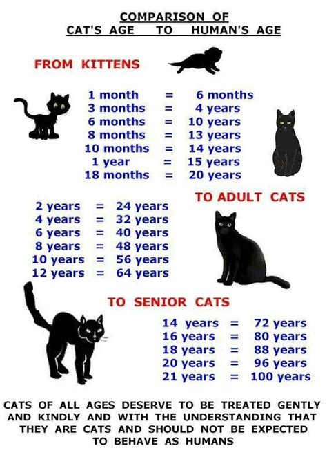Kitten Age Chart Months