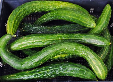 Suyo Long Asian Cucumber 2 G Southern Exposure Seed Exchange Saving