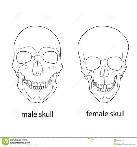 Differences Of Male And Female Skull Stock Vector Illustration Of