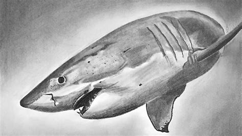 A Shark Under Water Pencil Drawing 30 X 25 Cm Rart
