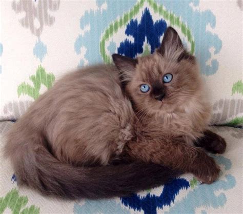 While ragdoll cats have shown feline intelligence by their ability to get trained and their communication skills, they are less intelligent when it comes to survival and hunting instincts compared to other breeds. Ragdoll Cats in many Colors and Patterns -Jamila's ...