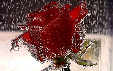 Lovely Red Rose Flowers Wallpapers Entertainment Only