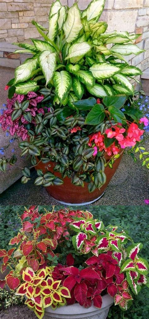 Maybe you would like to learn more about one of these? How to create beautiful shade garden pots using easy to ...
