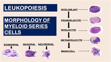 Leukopoiesis Morphology Of Myeloid Series Cells Youtube
