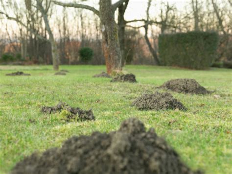 The gentleman made sure everything was in order and all paperwork completed. Mole Removal Services, Wildlife Control | Raytown & Kansas ...