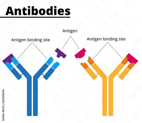 Structure Of Immunoglobulins Antibodies With Tha Antigen Binding Site