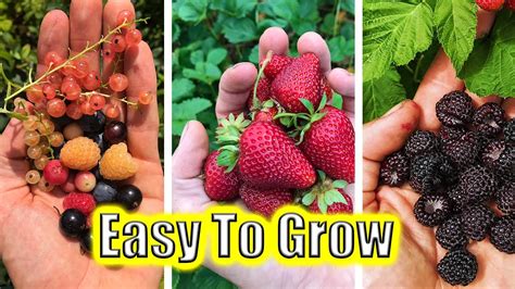 5 Easy To Grow Fruits Garden Tips And Tricks Happily Natural
