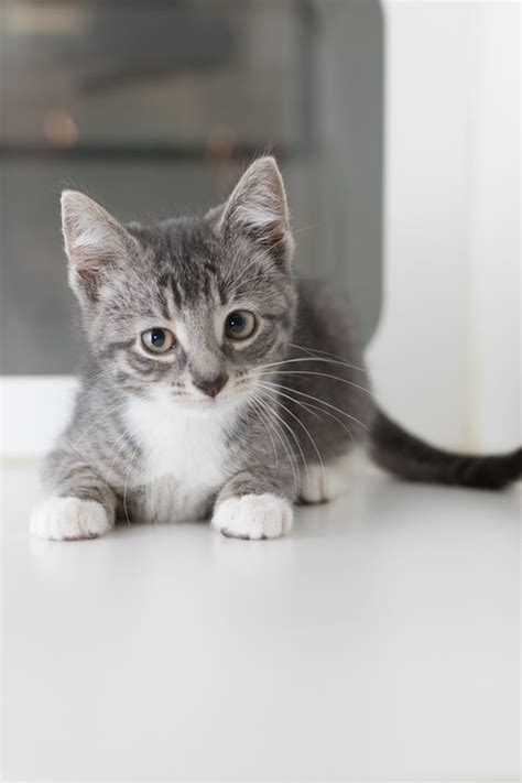 Cat café is a stress free space where cats and humans come along side each other and unwind. Adopt — Koneko Cat Cafe (With images) | Cat adoption, Cat ...