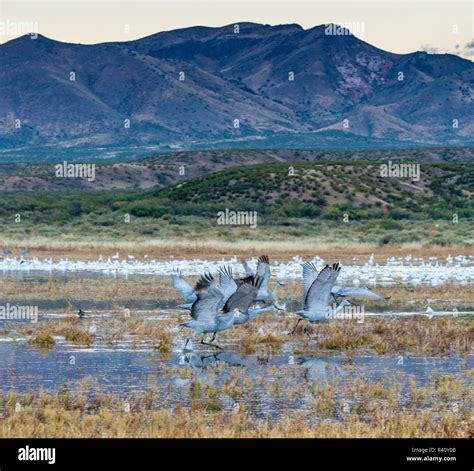 Sandhill Cranes Taking Off From Wetland Bosque Del Apache National Wildlife Refuge New Mexico