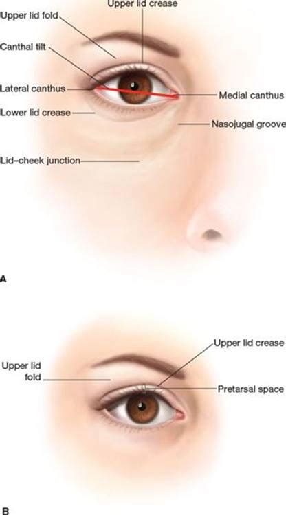 Area Between Eyelid And Eyebrow EyebrowShaper