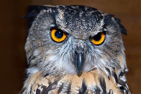 Philippine eagle owl bubo philippensis. THINGS I FREAKIN LOVE: January 2012