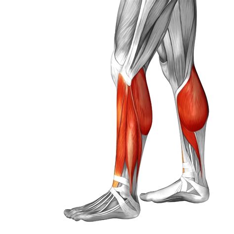Human Lower Leg Anatomy
