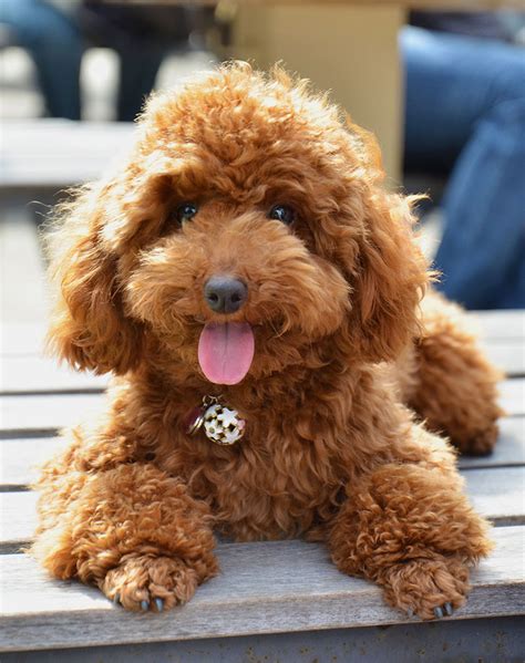 20 Toy Dog Breeds That Prove Big Things Come In Small Packages Purewow