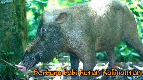 Ganasnya Babi Hutan Kalimantan Saat Di Buru YouTube