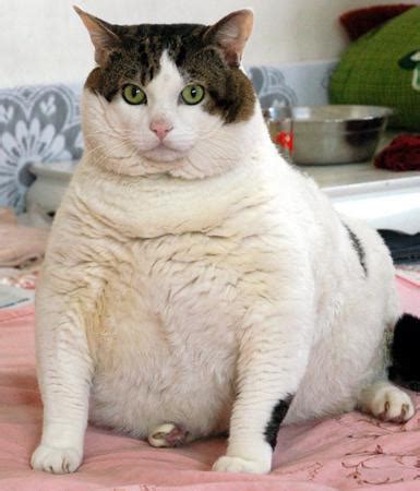 Ia juga boleh membuat sukar bagi anda untuk bergerak, bernafas, dan adakah obesity memendekkan kehidupan seseorang? 7 Petala Langit 7 Petala Bumi: MASALAH OBESITI DAN KESAN ...