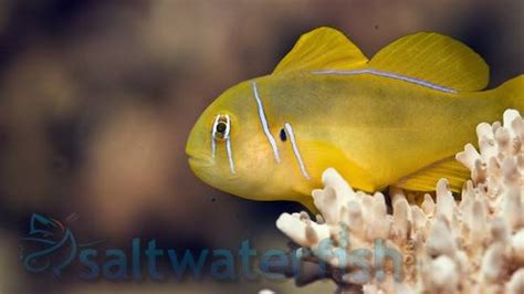 Citron Clown Goby Yellow Fiji Gobies Saltwater Fish