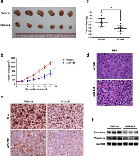 jnu 144 suppresses liver xenograft tumor growth in vivo nude mice download scientific diagram