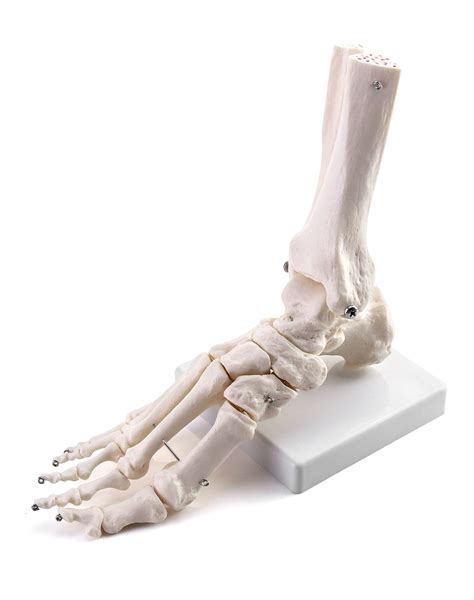 Buy Qwork Human Foot Skeleton Model Life Size Medical Anatomy Foot And