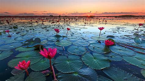 Hd Wallpaper Lotus Lake Tambon Chiang Haeo Thailand Sunset Clouds