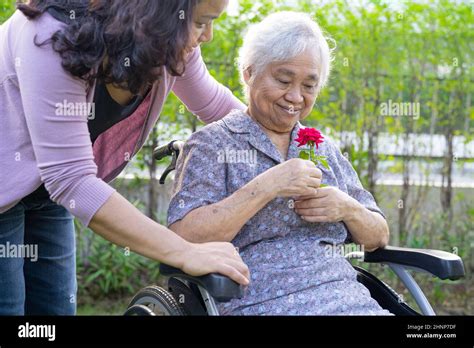 caregiver daughter hug and help asian senior or elderly old lady woman holding red rose on