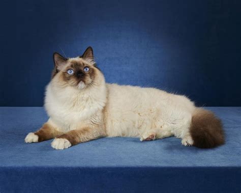 Delightfully Surprising Personality Traits Of Ragdoll Cats Ragdoll