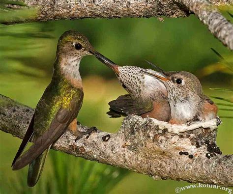 Momma Broad Tailed Hummingbird Feeding Her Young Pretty Birds Love