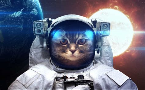 猫太空人图片 猫太空人素材 高清图片 摄影照片 寻图免费打包下载