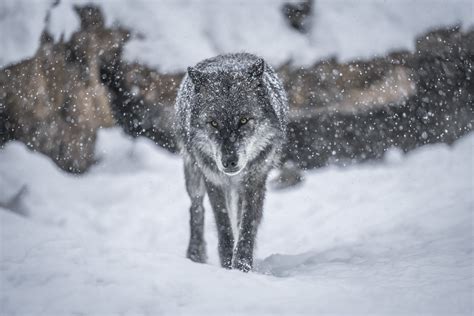 Beautiful Grey Wolves Portraits West Yellowstone Gray Wol Flickr