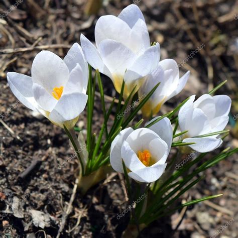 White Crocus Flowers — Stock Photo © Olgart 107742272