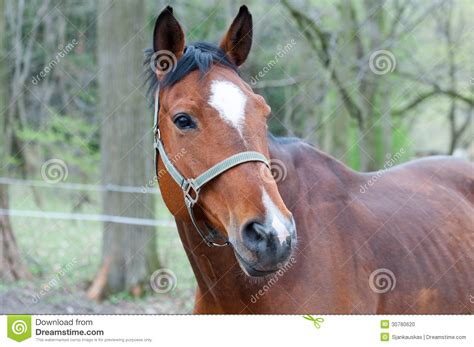 Chestnut Horse Stock Photo Image Of Horse Animal View 30780620