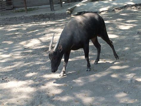 Top 10 Unique Wild Animals in Indonesia | ICS Travel Group
